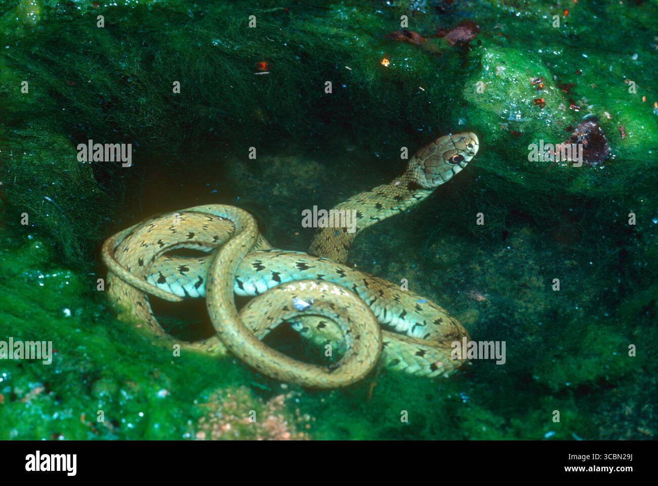 Rotäugige Grasschlange, Natrix astreptophora. Auf eingerolltem Wasser Stockfoto