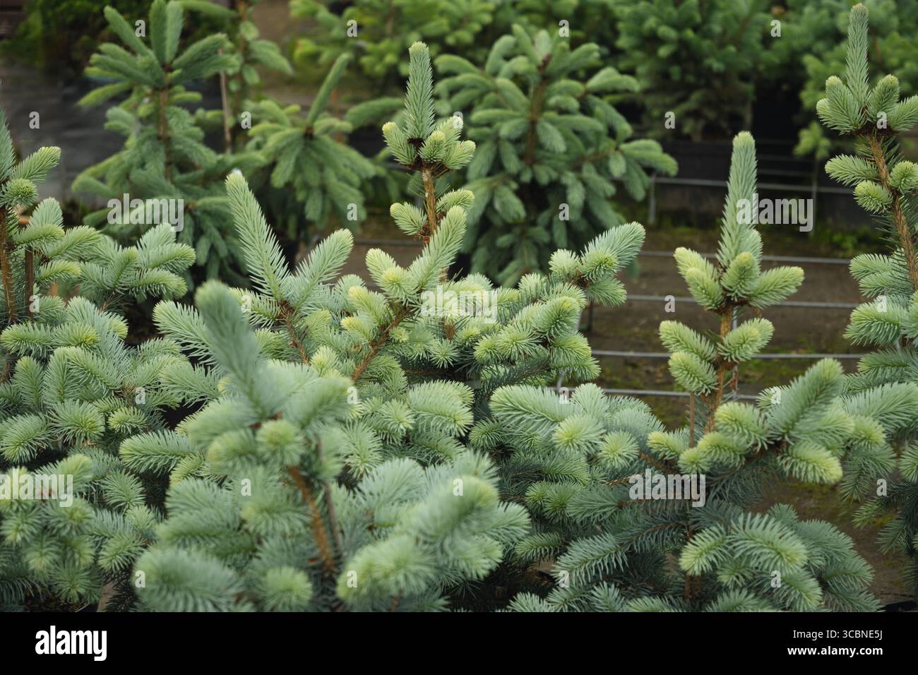 Dichte blaue Fichtenbäume in der Gärtnerei mit üppigem Laub zum Verkauf. Immergrüne Pflanzen im Kulturgarten. Nahaufnahme. Im Freien. Gartenarbeit. Stockfoto