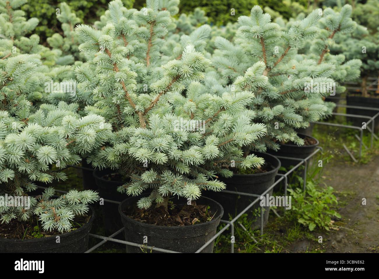 Dichte blaue Fichtenbäume in der Gärtnerei mit üppigem Laub zum Verkauf. Immergrüne Pflanzen im Kulturgarten. Nahaufnahme. Im Freien. Gartenarbeit. Stockfoto