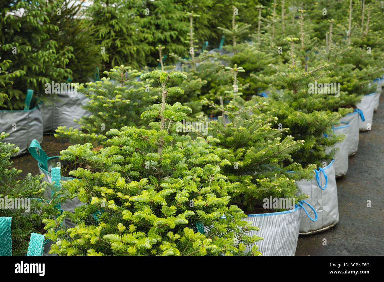 Dichte große Fichtenbäume in der Gärtnerei mit üppigem Laub in einem speziellen Topf zum Verkauf. Im Freien. Gartenarbeit. Kleine Unternehmen. Stockfoto