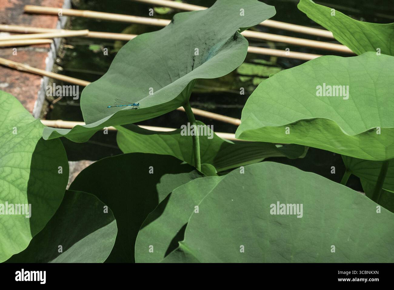 Blaue Drachen fliegen auf Lotusblättern in einem botanischen Garten Stockfoto