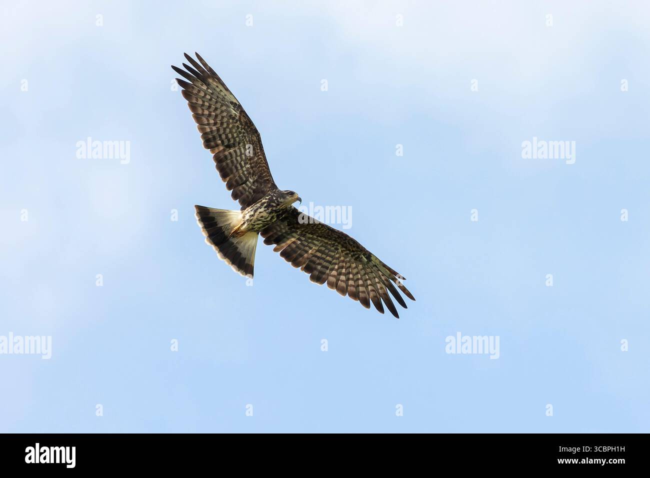 Everglade-Drachen, Schneckendrachen (Rostrhamus sociabilis), Jugendflieger, Suriname, Peperpot, Paramaribo Stockfoto