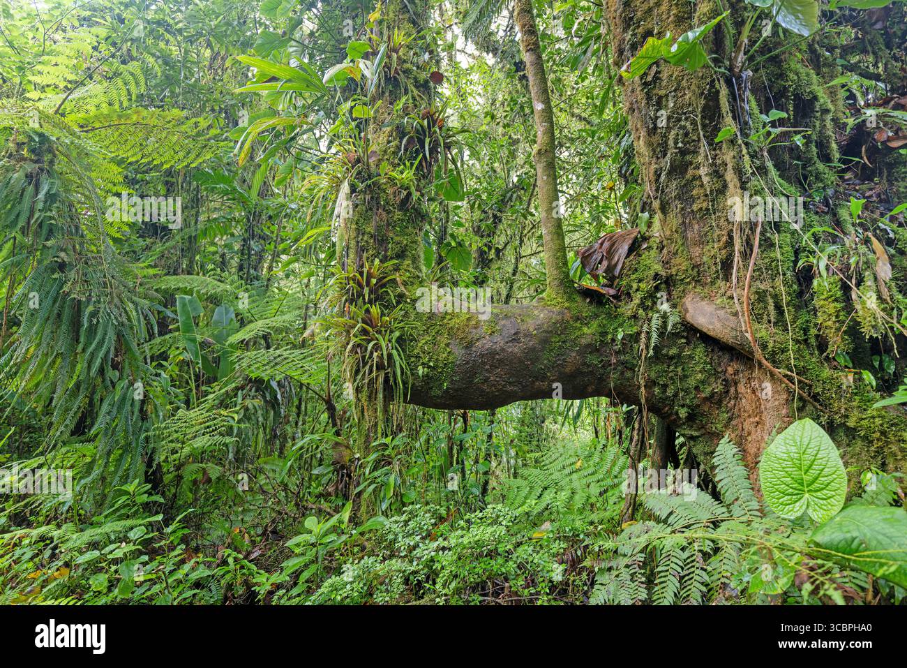 Nebelwald im Santa Elena Cloud Forest Reserve, Costa Rica, Puntarenas, Monteverde Stockfoto