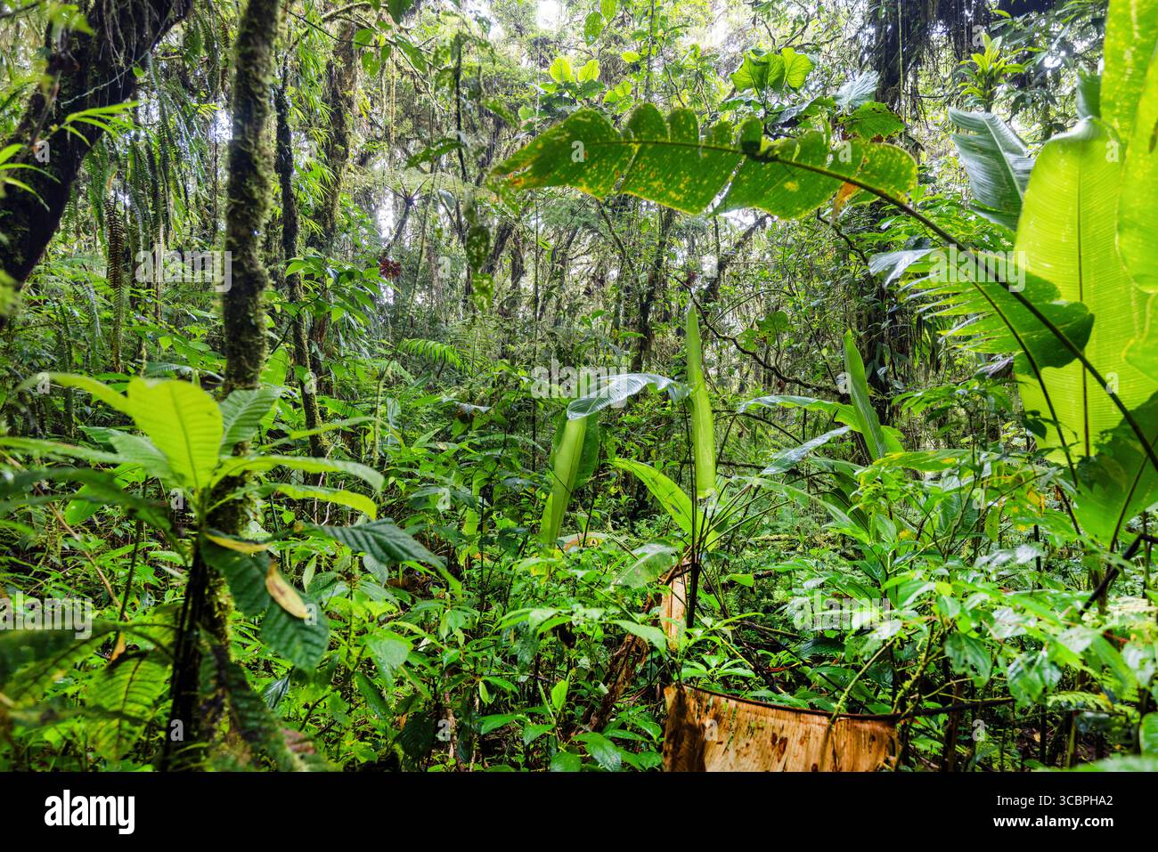 Nebelwald im Santa Elena Cloud Forest Reserve, Costa Rica, Puntarenas, Monteverde Stockfoto