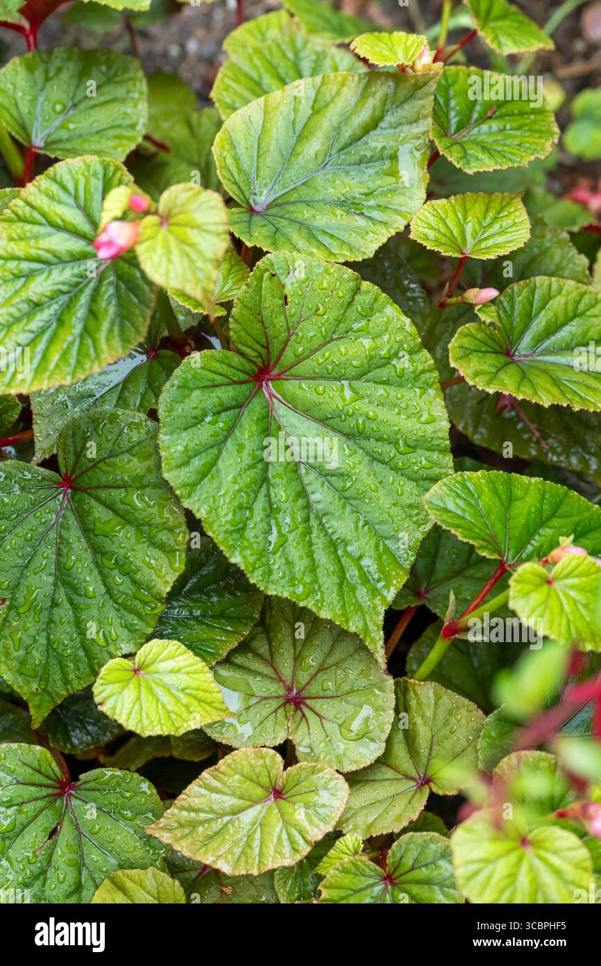 Begonia (Begonia grandis var. Evansiana, Begonia evansiana), Blätter, Deutschland Stockfoto