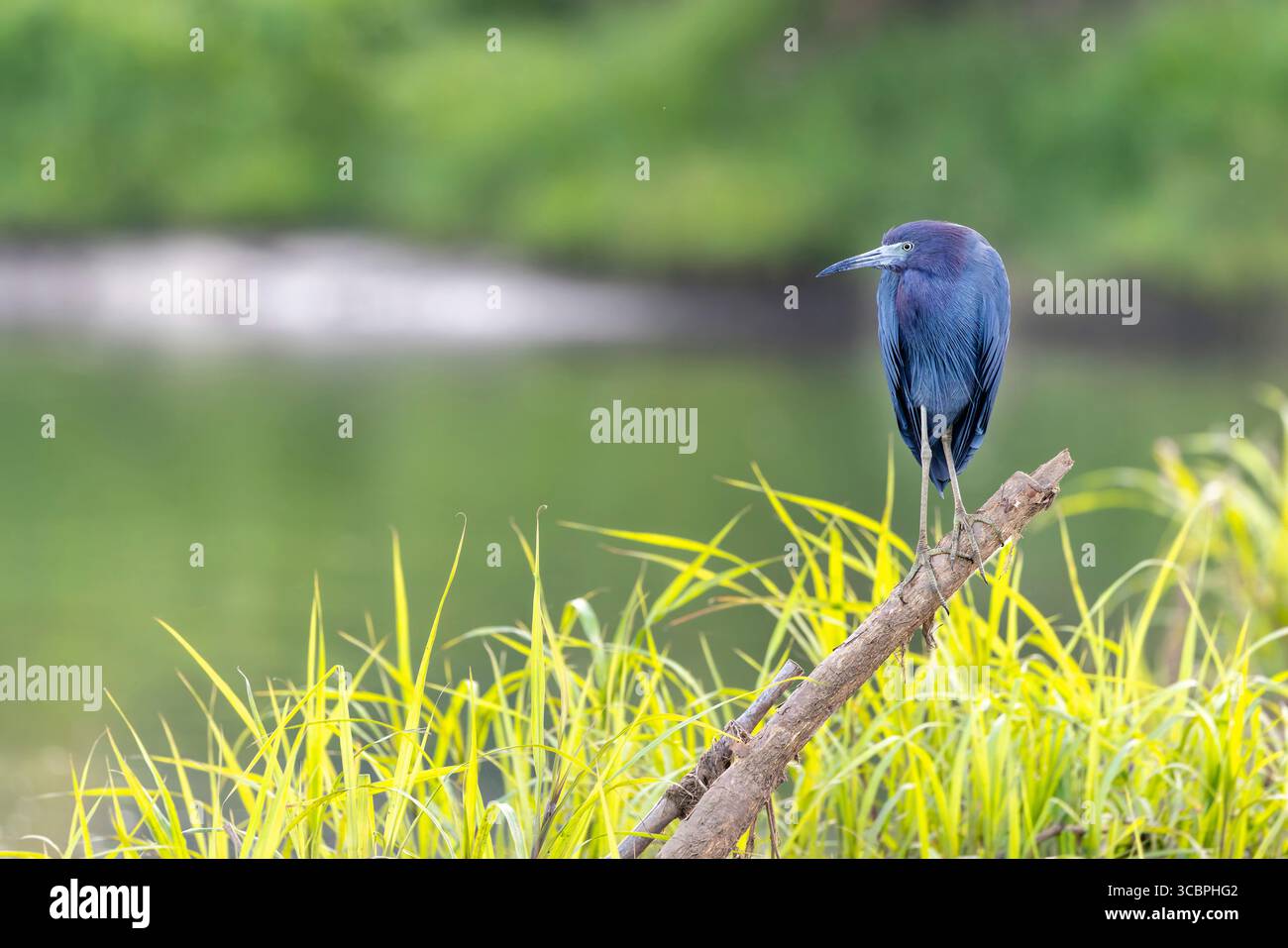 Kleiner blauer Reiher (Egretta caerulea), auf einem Zweig bei den Rio Tarcoles, Costa Rica, Puntarenas Stockfoto