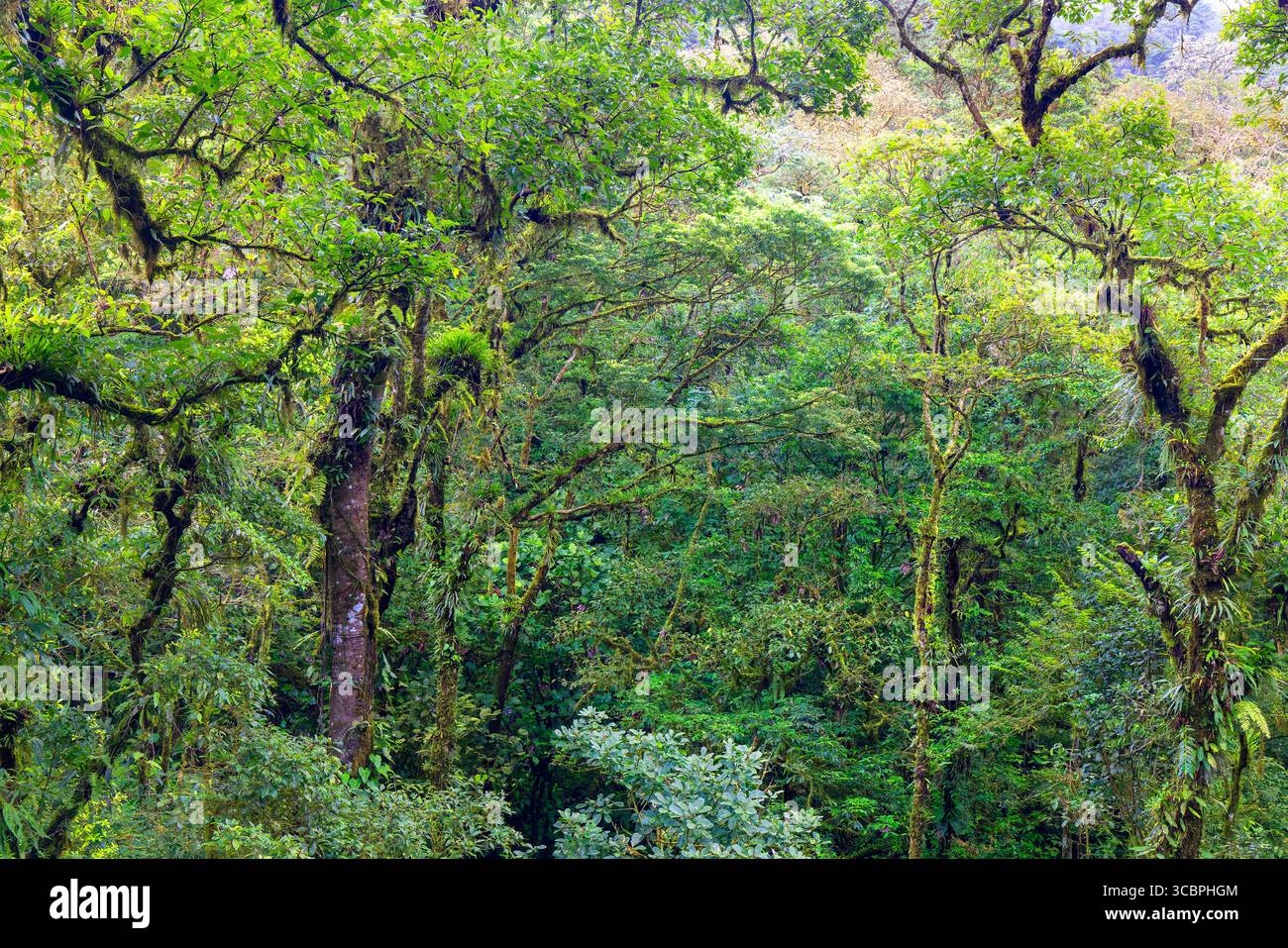 Regenwald auf dem Las Heliconias Trail, Costa Rica, Alajuela, Bijagua Stockfoto
