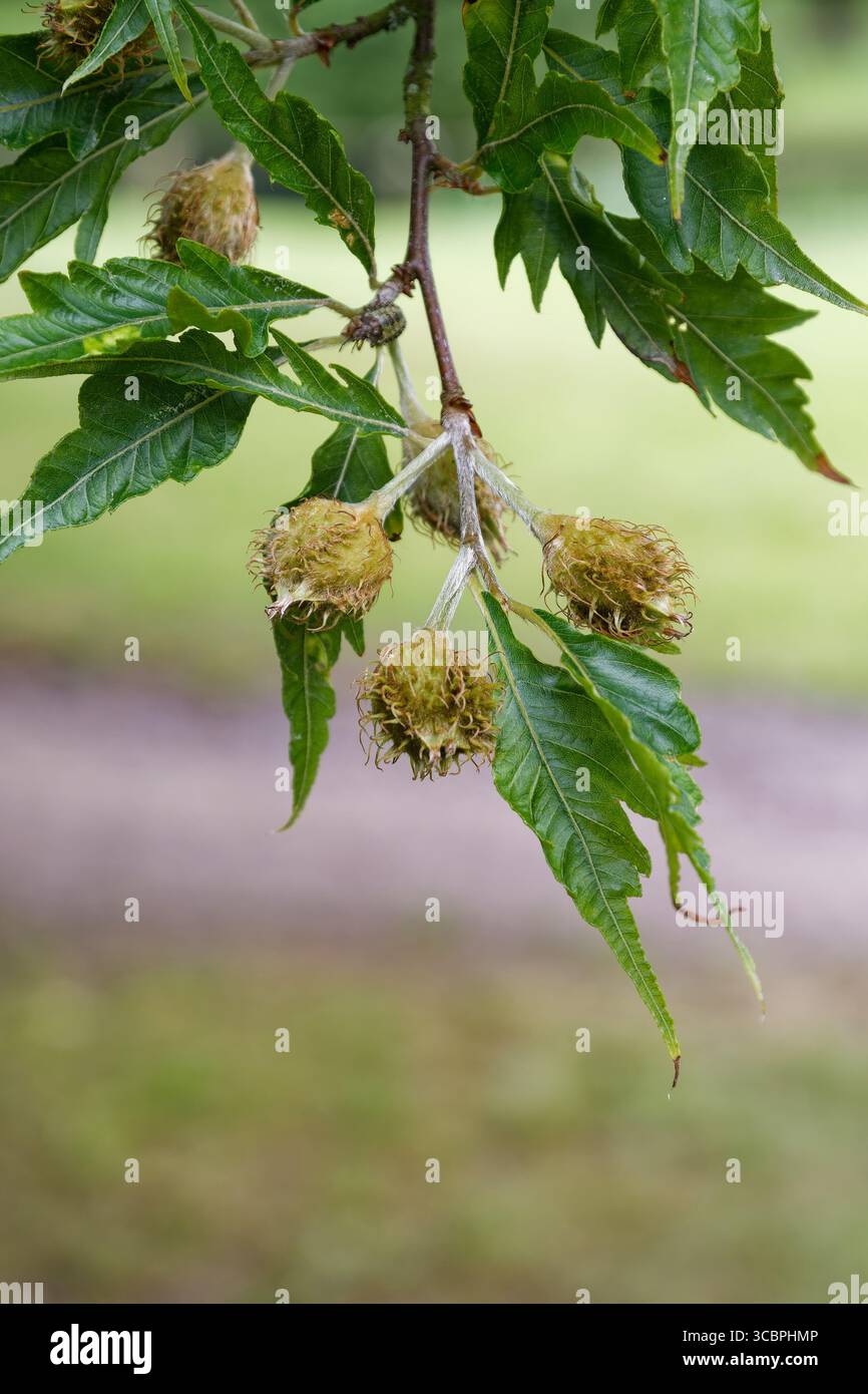 Fernblatt Europäische Buche, Farnblättrige Buche, Farnblättrige Buche (Fagus sylvatica var. Aplenifolia, Fagus sylvatica 'Asplenifolia), Blätter und unreif Stockfoto