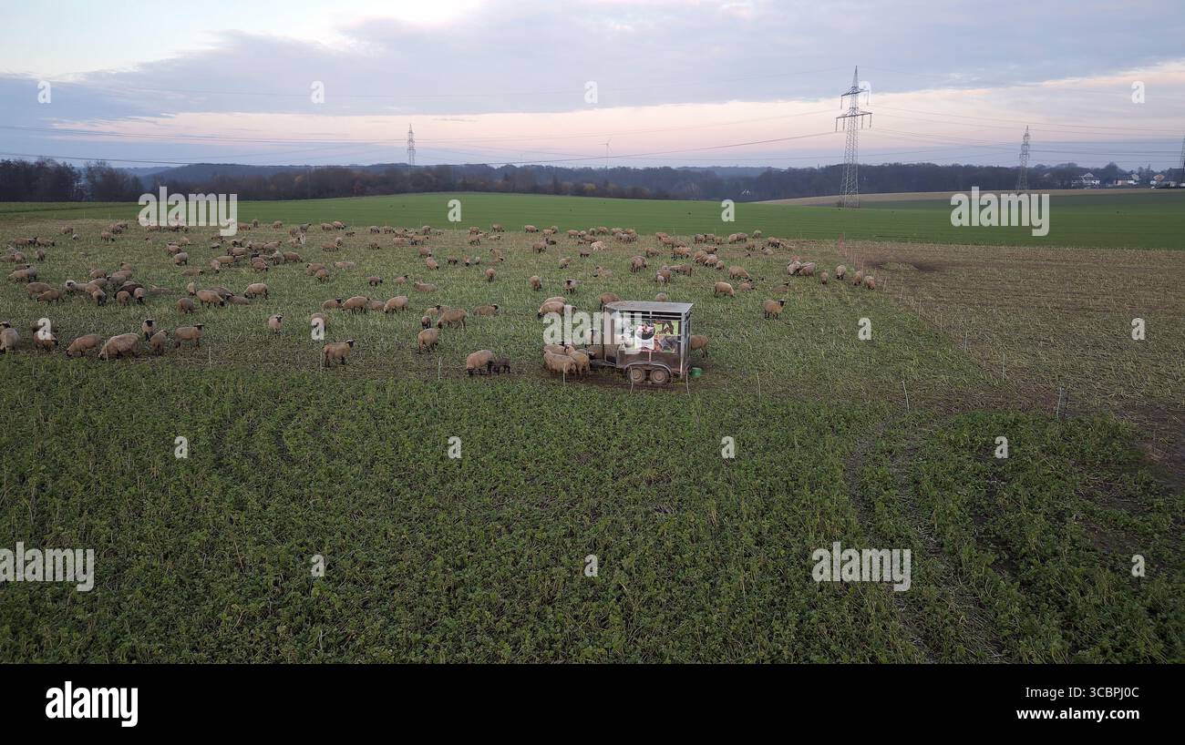 Schafherde ländliche Landschaft, Luftaufnahme, Deutschland, Nordrhein-Westfalen Stockfoto
