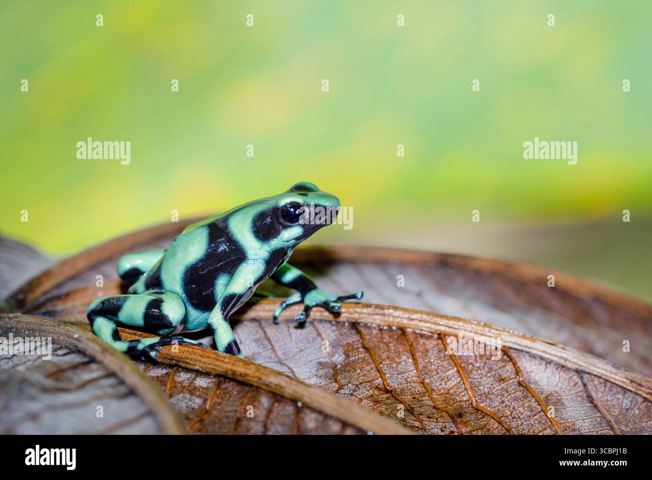 Grüner und schwarzer Giftpfeilfrosch, grüner und schwarzer Giftfrosch, grün-schwarzer Giftpfeilfrosch, grüner Giftfrosch (Dendrobates auratus), sitzend Stockfoto