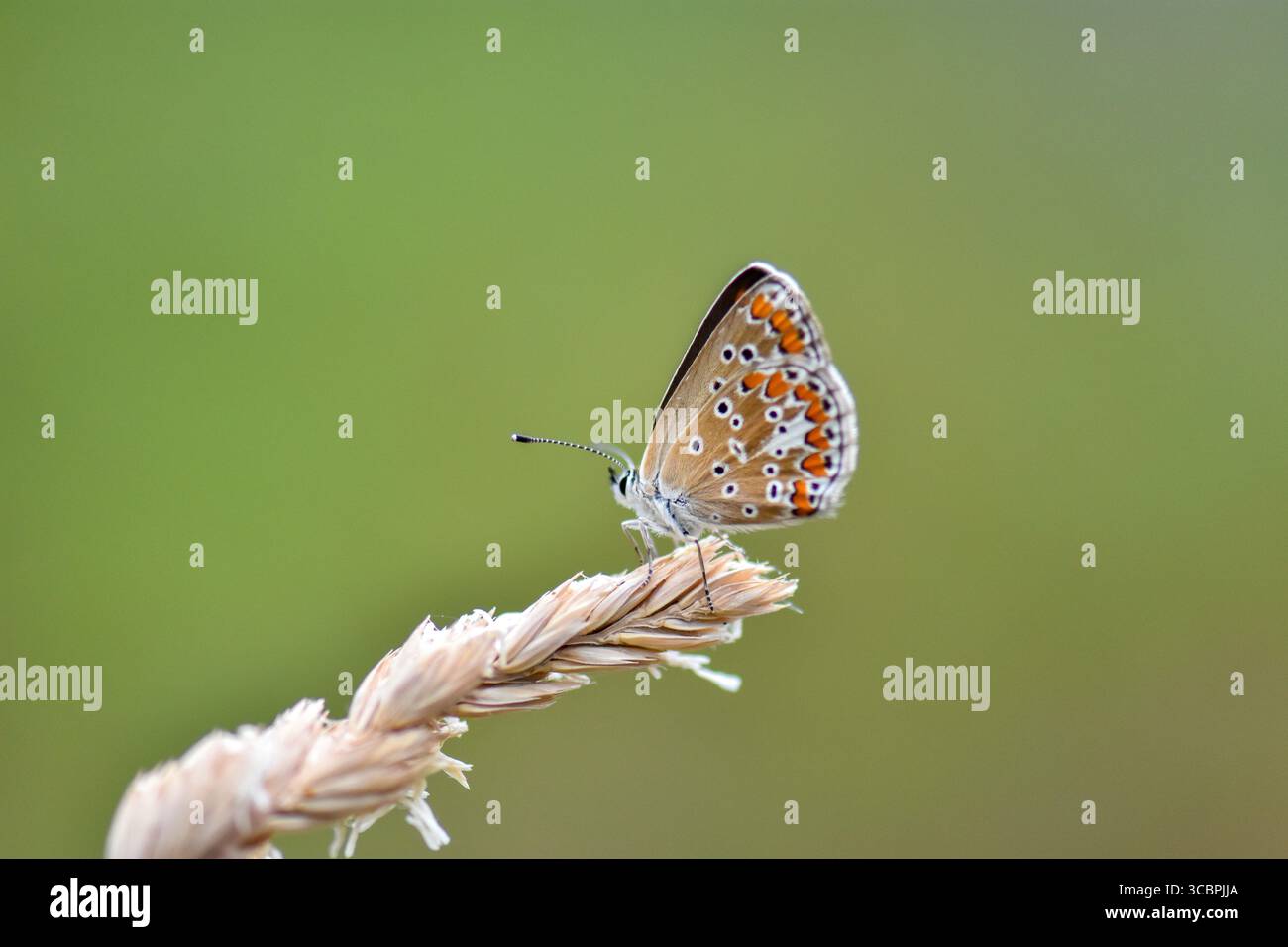 Braune Argus-Aricia (Polyommatus) agestis am Weizenohr. Gefunden in Fruška Gora, Serbien, 05.07.2025 Stockfoto