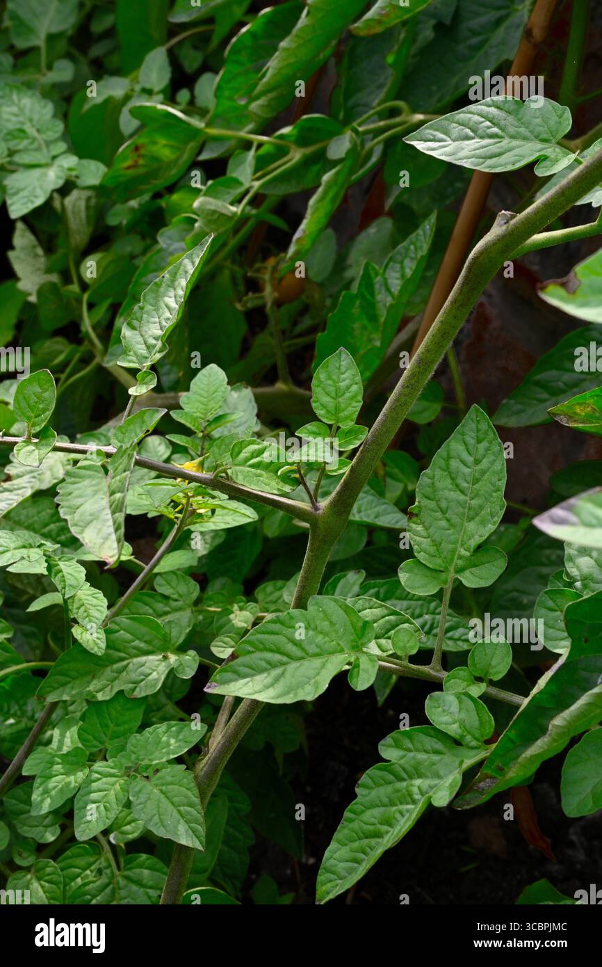 Frühe Seitentriebe einer Tomatenpflanze, die im Allgemeinen empfohlen wird, sie herauszuziehen, um eine bessere Entwicklung von Tomatenstäbchen zu ermöglichen Stockfoto