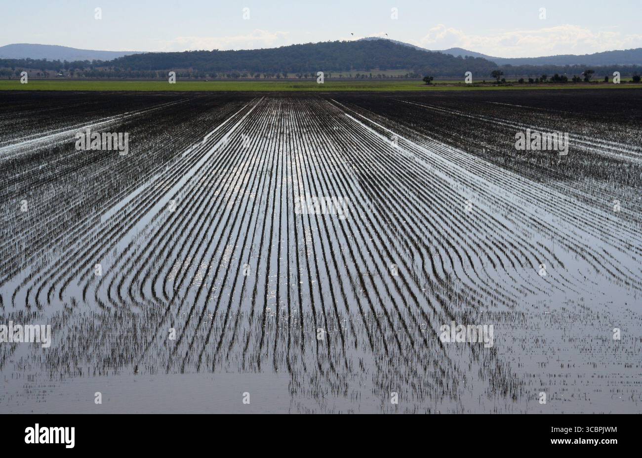 Ackerland auf der liverpool Plains im Norden nsw Stockfoto