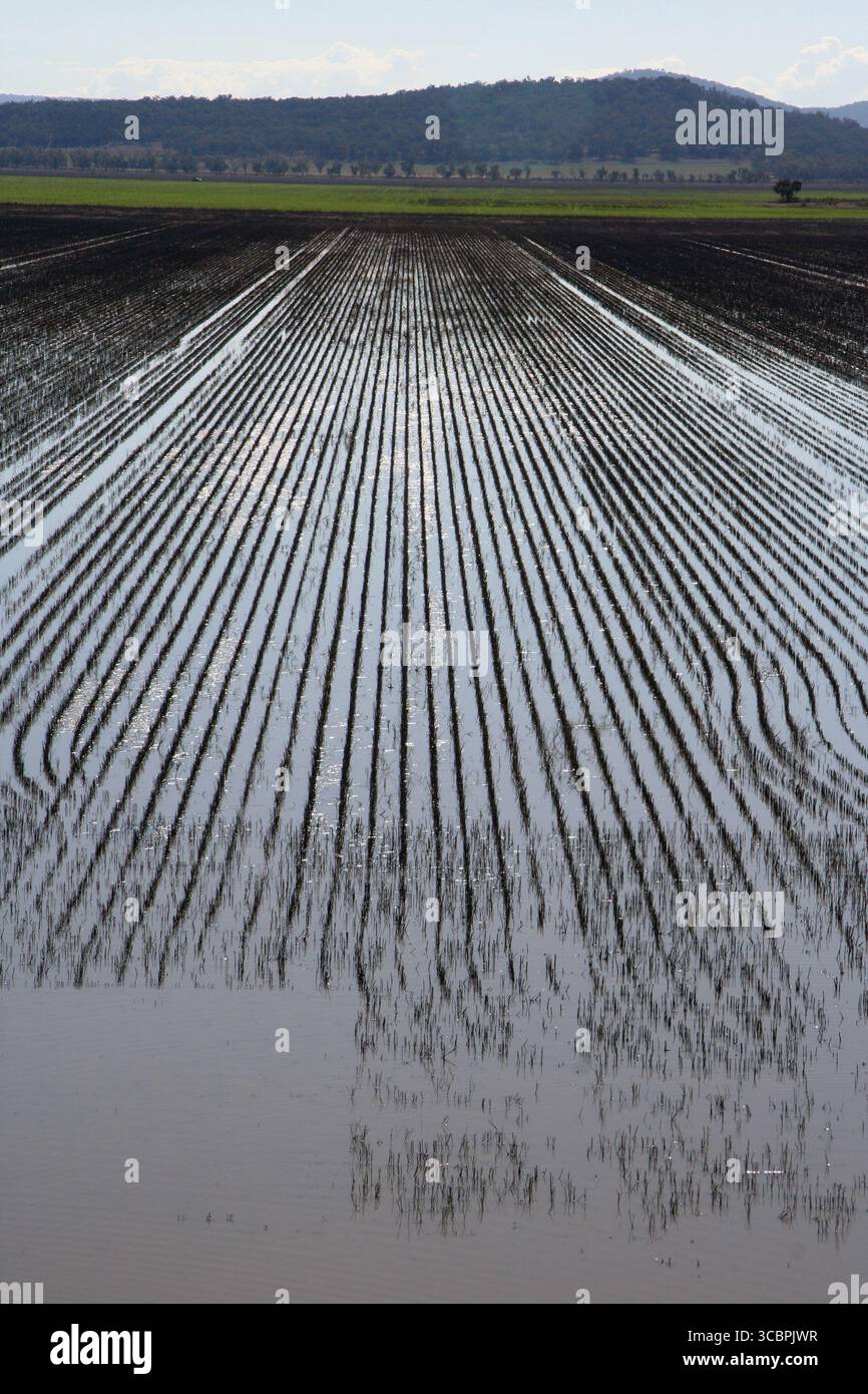 Ackerland auf der liverpool Plains im Norden nsw Stockfoto