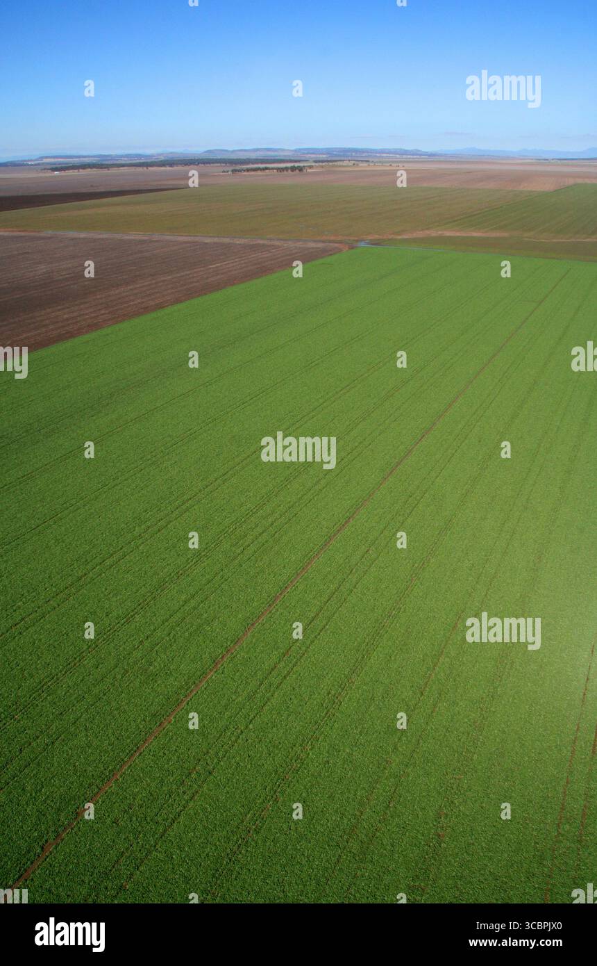Ackerland auf der liverpool Plains im Norden nsw Stockfoto