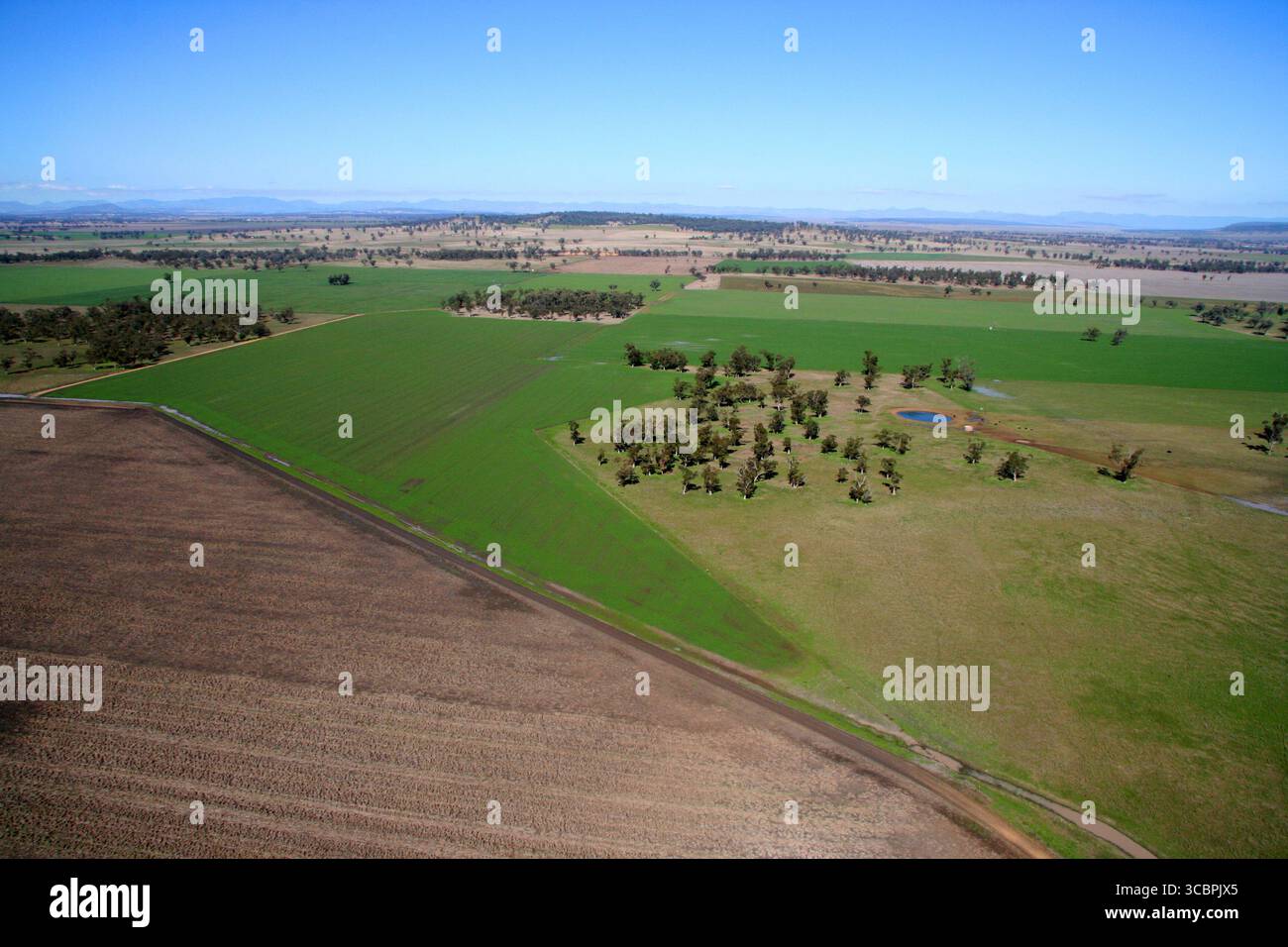 Ackerland auf der liverpool Plains im Norden nsw Stockfoto