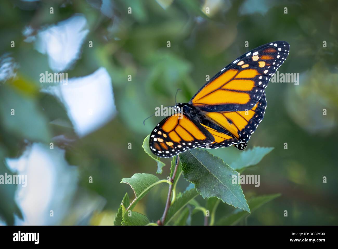 Monarch Butterfly ruht auf grünem Laub. Stockfoto