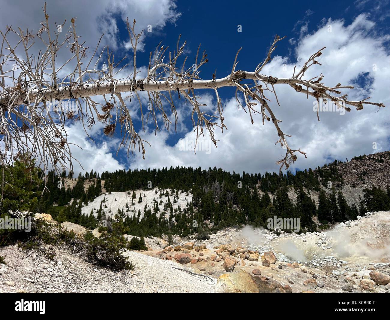 Trockener, blattloser Baumzweig über felsigem, geothermischem Hang im Lassen Volcanic National Park, Kalifornien, mit immergrünem Wald und lebhaftem Sommerhimmel. - Smartphone-aufgenommenes Stockfoto