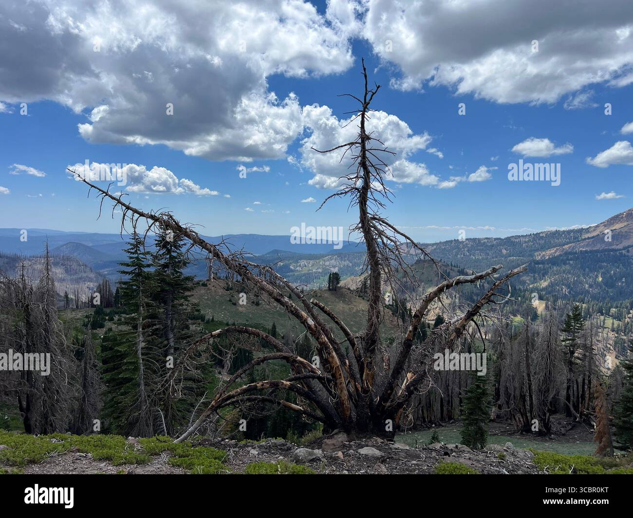 Markanter, dreiarmiger Kiefer mit Zweigen, die sich in verschiedene Richtungen erstrecken, im Spätsommer im Lassen Volcanic National Park, Kalifornien. - Smartphone-aufgenommenes Stockfoto
