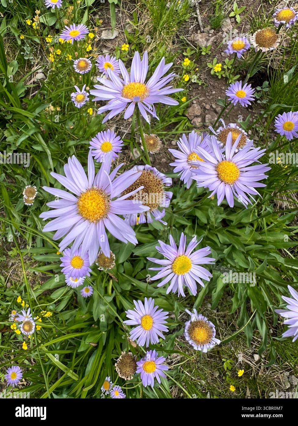 Alpenaster Wildblumen zeigen violette Blüten und gelbe Mitte, die im natürlichen Lebensraum des Lassen Volcanic National Park blühen. - Smartphone-aufgenommenes Stockfoto