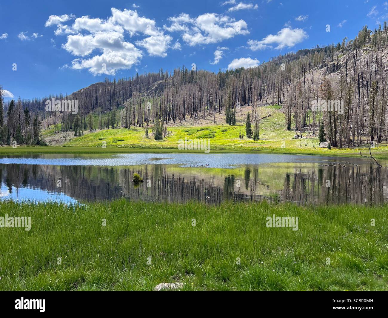 Cold Boiling Lake, Panoramablick auf grüne Wiesen, klare Wasserreflexionen und Pinienwälder, Lassen Volcanic National Park, Kalifornien. - Smartphone-aufgenommenes Stockfoto