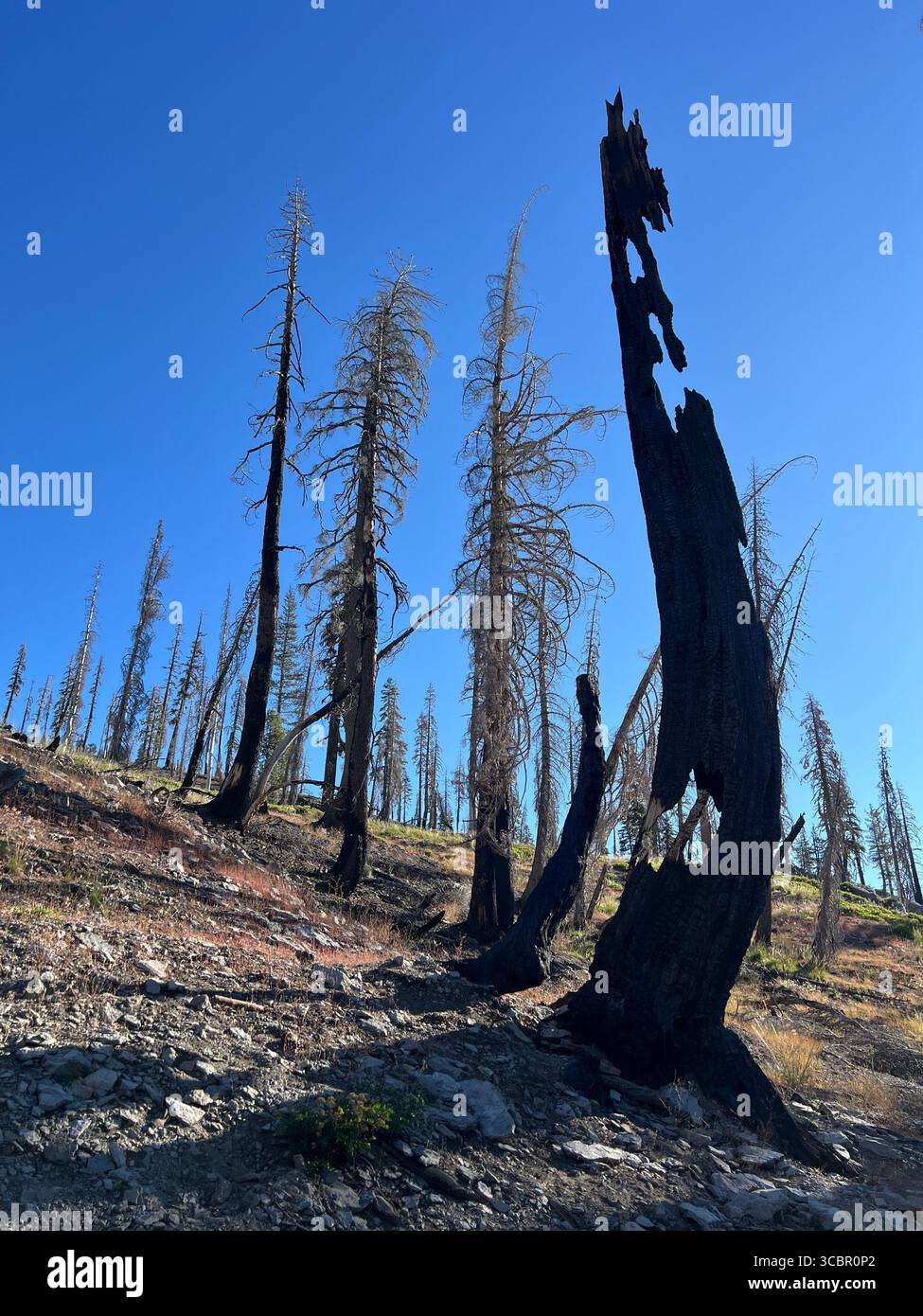 Im Lassen Volcanic National Park steht die verkohlte Kiefer im Kontrast zu jungen Wäldern und blauem Sommerhimmel, die Widerstandsfähigkeit und Erholung der Umwelt symbolisieren. - Smartphone-aufgenommenes Stockfoto