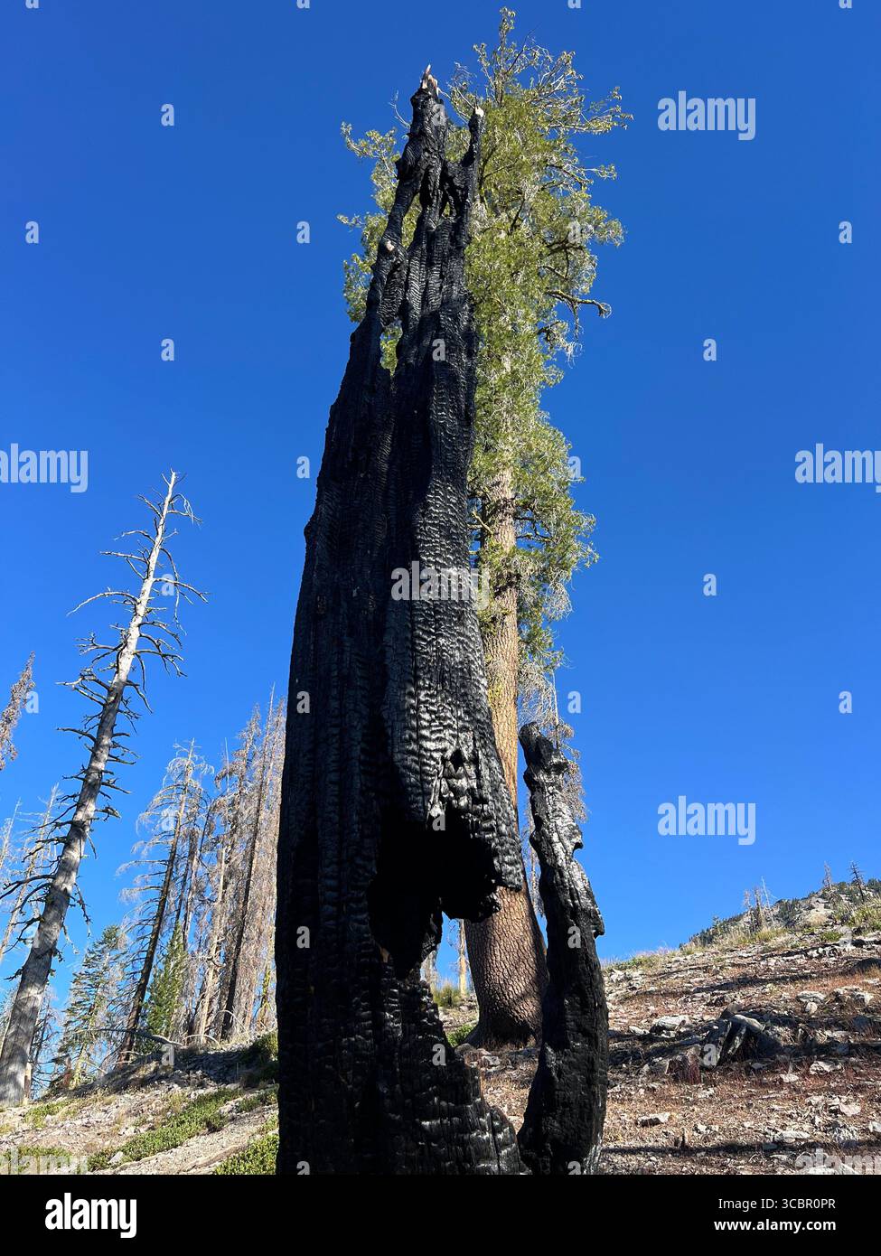 Gebrannter Kiefernstamm mit ungewöhnlicher Form wie ein Monster auf dem Kings Creek Trail im Lassen Volcanic National Park, der Leben, Tod und Erneuerung symbolisiert. - Smartphone-aufgenommenes Stockfoto