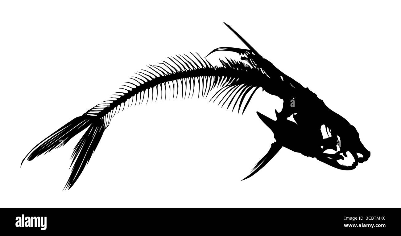 Ein Skelett von großen Fischen. Stock Vektor