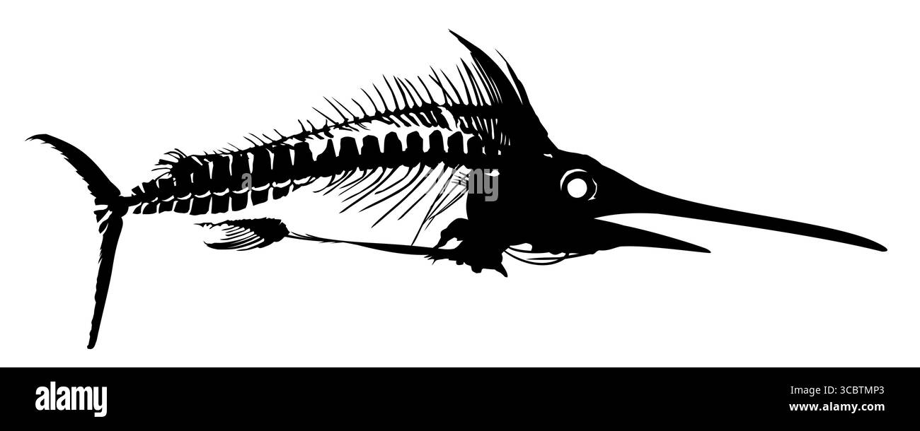 Ein Skelett von großen Raubfischen. Stock Vektor