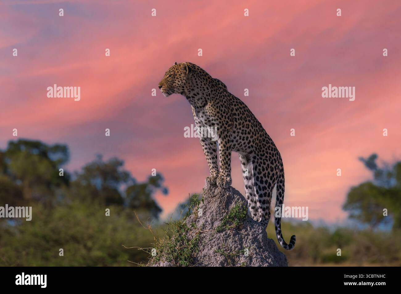 Afrikanische Tierwelt. Panthera Leopard, Panthera pardus, Levhart, Raubtier aus Afrika, Botswana. Wildtiere, typische Umgebung von Leoparden-Unterarten. Ein Stockfoto