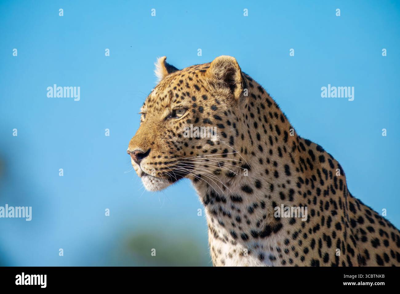 Afrikanische Tierwelt. Panthera Leopard, Panthera pardus, Levhart, Raubtier aus Afrika, Botswana. Wildtiere, typische Umgebung von Leoparden-Unterarten. Ein Stockfoto