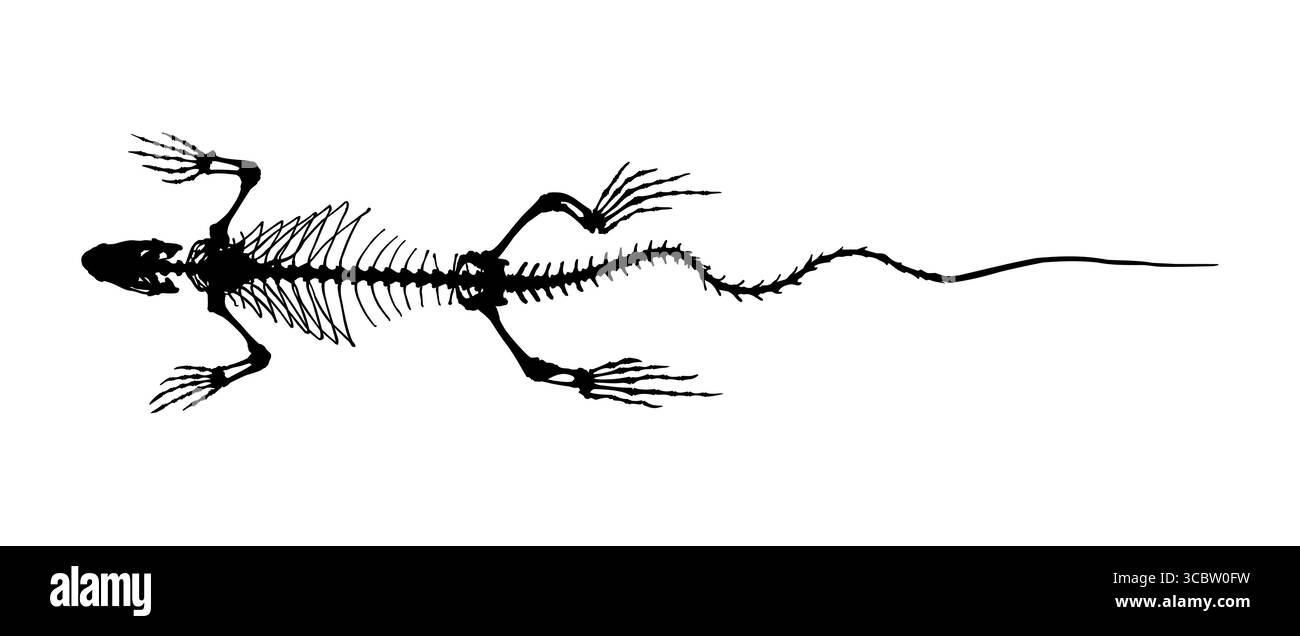 Die Skelett-Silhouette des wilden Leguans. Stock Vektor