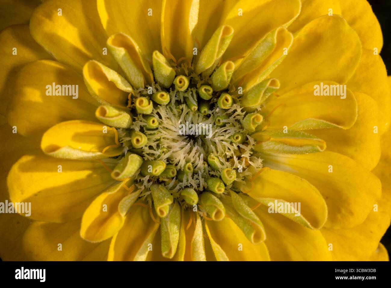 Gelbe Zinnienblume – Nahaufnahme von Staubblättern und Pistil im Fokus Stockfoto