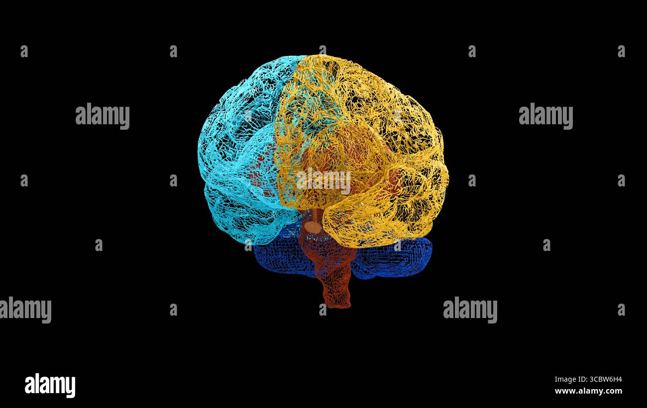 Drahtmodell des menschlichen Gehirns in anteriorer Ansicht, leicht nach rechts gedreht, um die gelbe linke Hemisphäre mit der rechten Cyan-Hemisphäre, dunkelblaues Kleinhirn zu zeigen Stockfoto