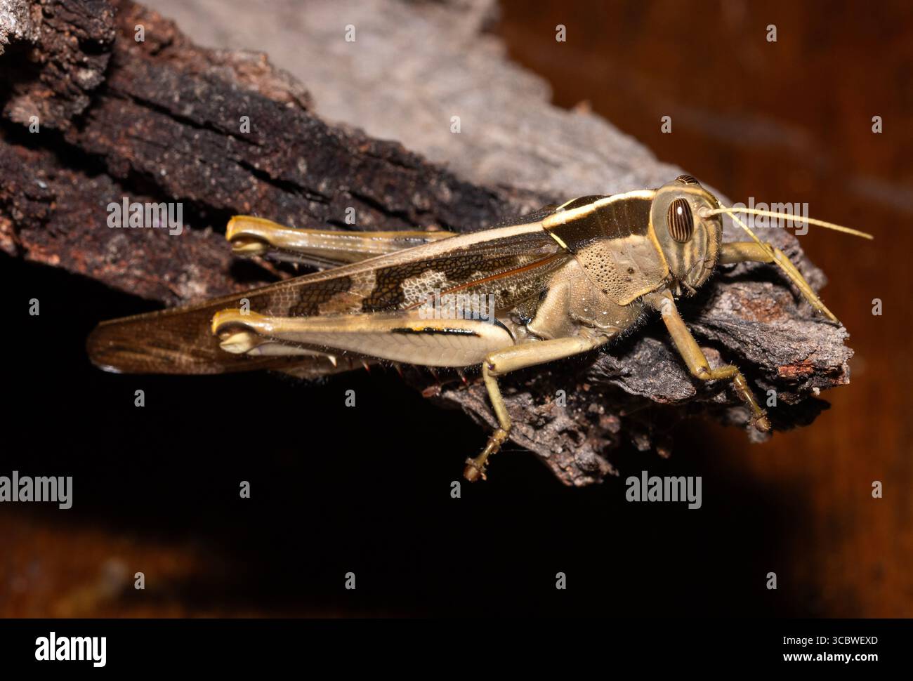 Das große kurze Horn mit einem markanten Cremestreifen auf der Rückseite macht ein knisterndes Geräusch, während es fliegt. Die Erwachsenen essen Laub Stockfoto