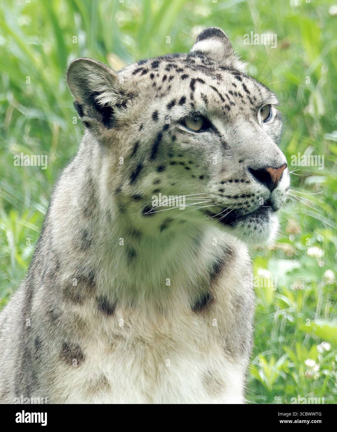 Schneeleopard, Uncia uncia, Schneeleopard, Irbis oder Unze, Panthère des neiges, hópárduc Stockfoto