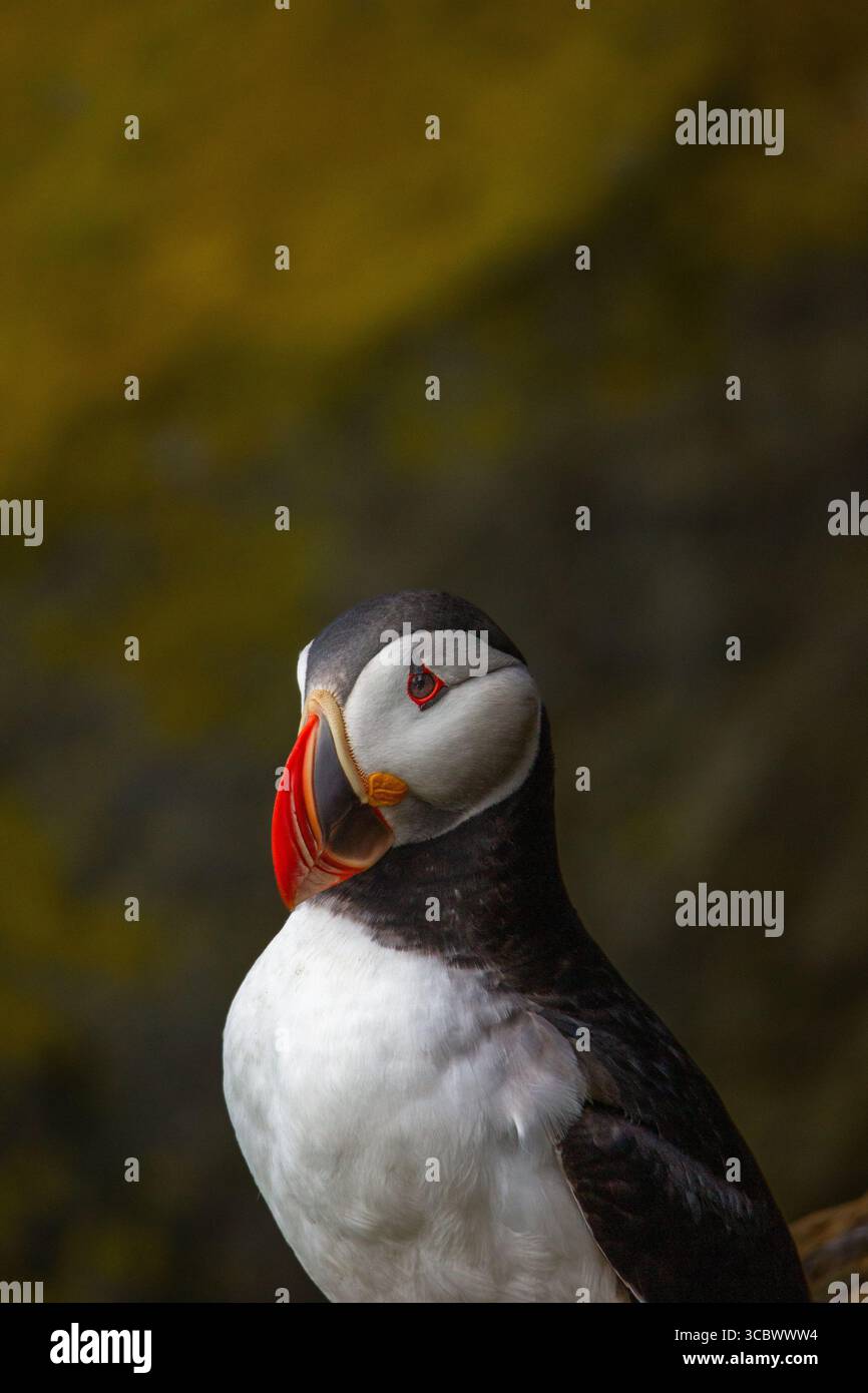 Puffin Porträt auf Látrabjarg, Island, Nahaufnahme Porträt mit vielen Details und einem bunten Schnabel. Grauer Hintergrund. Aufgenommen in Island Stockfoto