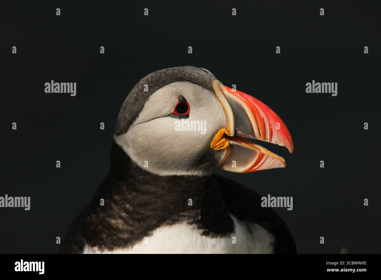 Puffin Porträt auf Látrabjarg, Island, Nahaufnahme Porträt mit vielen Details und einem bunten Schnabel. Grauer Hintergrund. Aufgenommen in Island Stockfoto