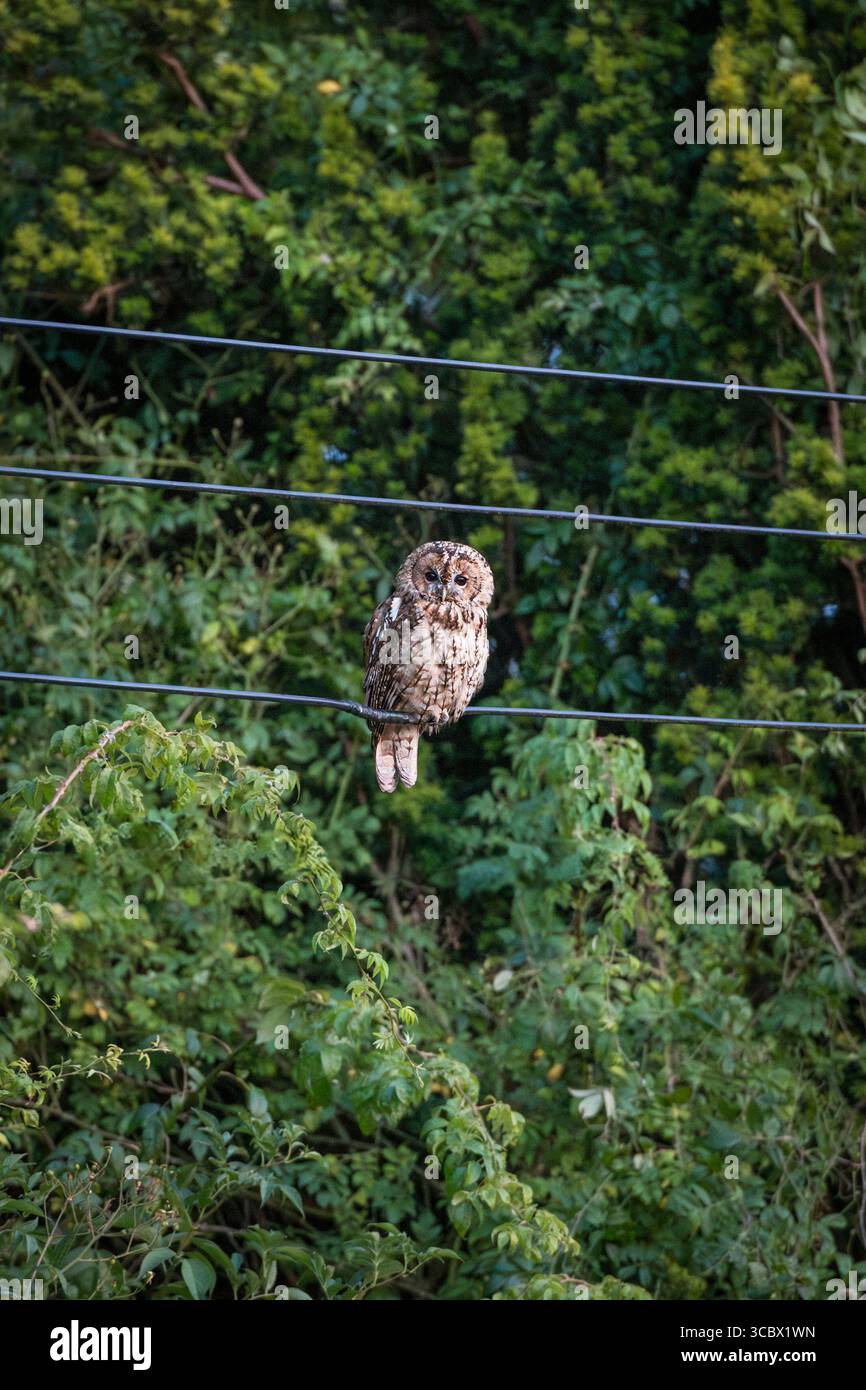 Ein junger Tawny Eulen (Strix aluco), der in einem Vorstadtgarten in der Dämmerung auf Stromleitungen hockt (Wales, UK) Stockfoto