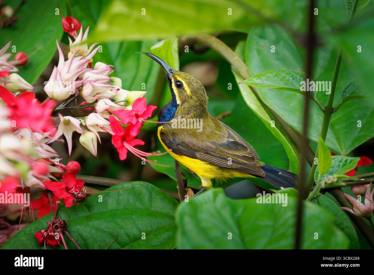 Sahul sunbird Cinnyris frenatus Vogel in Nectariniidae endemisch auf Sulawesi in Neuguinea und Australien, gelb-dunkelblauer Nektar und Insektenfresser b Stockfoto