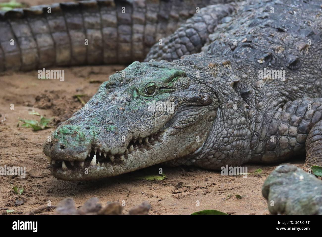 Nahaufnahme eines Krokodils mit strukturierter, schuppiger Haut auf sandigem Boden. Stockfoto