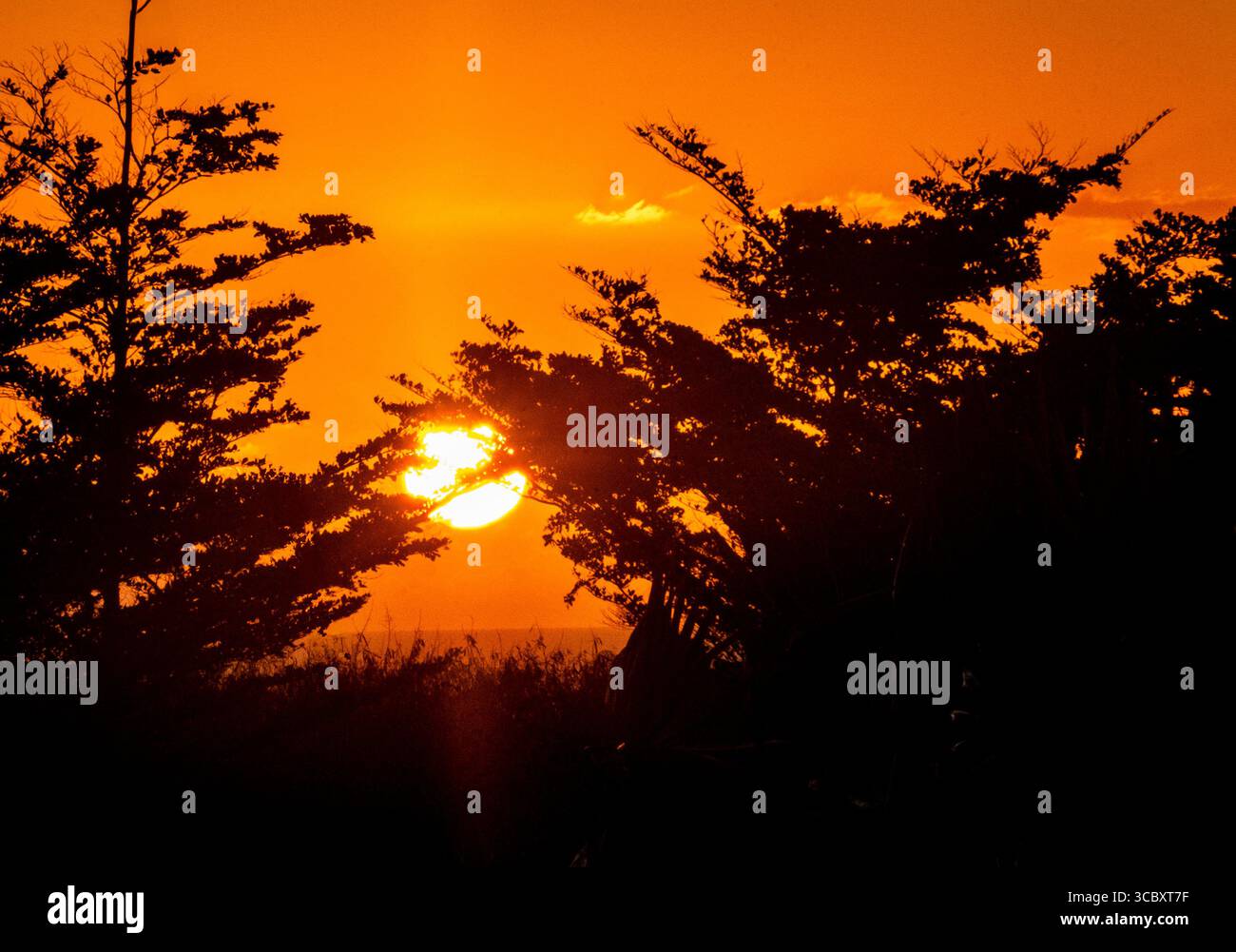 Goldener Sonnenuntergang durch Silhouettenbäume über dem Horizont Stockfoto