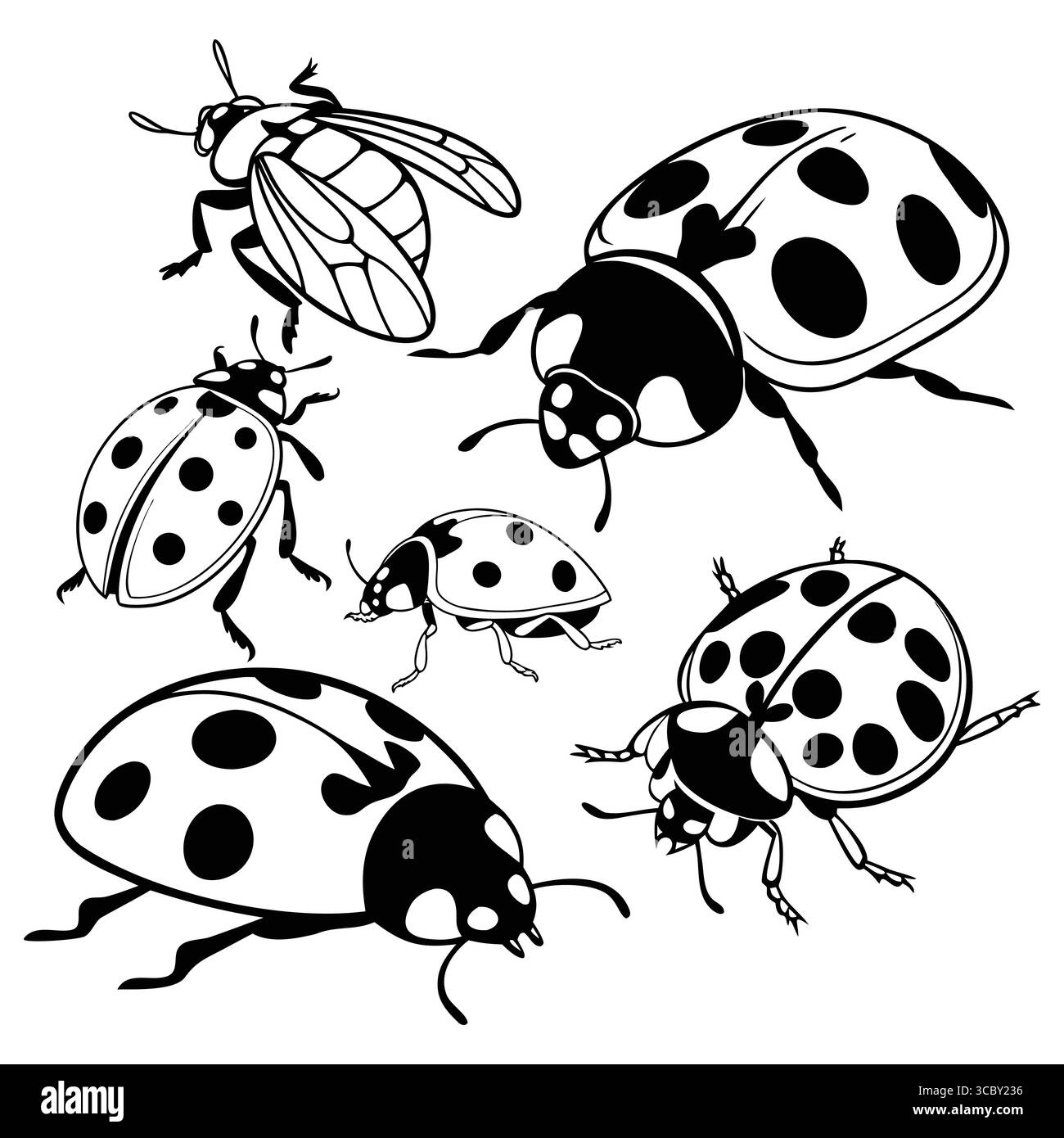 Schwarz-weiß-Illustration der asiatischen Käfer, Marienkäfer und Insekten Stock Vektor