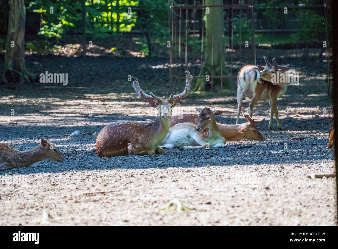 Eine kleine Hirschherde ruht auf einer sonnendurchfluteten Lichtung, mit einem majestätischen Hirsch im Vordergrund, umgeben von Bäumen und strahlendem Licht. Stockfoto