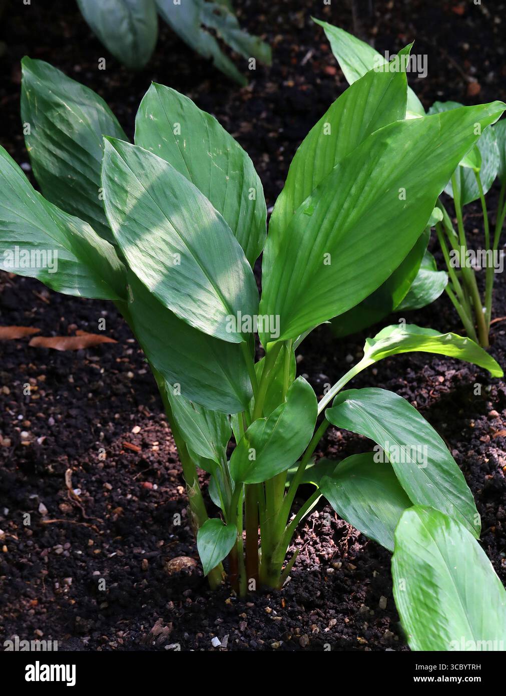 Chinesische Schlüssel, Fingerwurzel, kleiner Galangal oder chinesischer Ingwer, Boesenbergia rotunda, Zingiberaceae. Malesien, China, bis West-Malaysia. Stockfoto