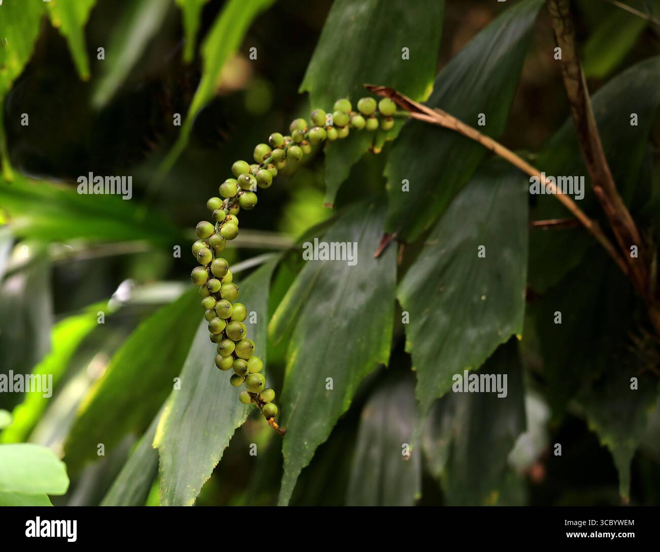 Frucht von Caudate Wallichs Palm oder Miniatur Sugar Palm, Arenga caudata, Arecaceae. China (Guangxi) nach Indochina und N. Peninsula Malaysia, Asien. Stockfoto Frucht von Caudate Wallichs Palm oder Miniatur Sugar Palm, Arenga caudata, Arecaceae. China (Guangxi) nach Indochina und N. Peninsula Malaysia, Asien. Stockfoto