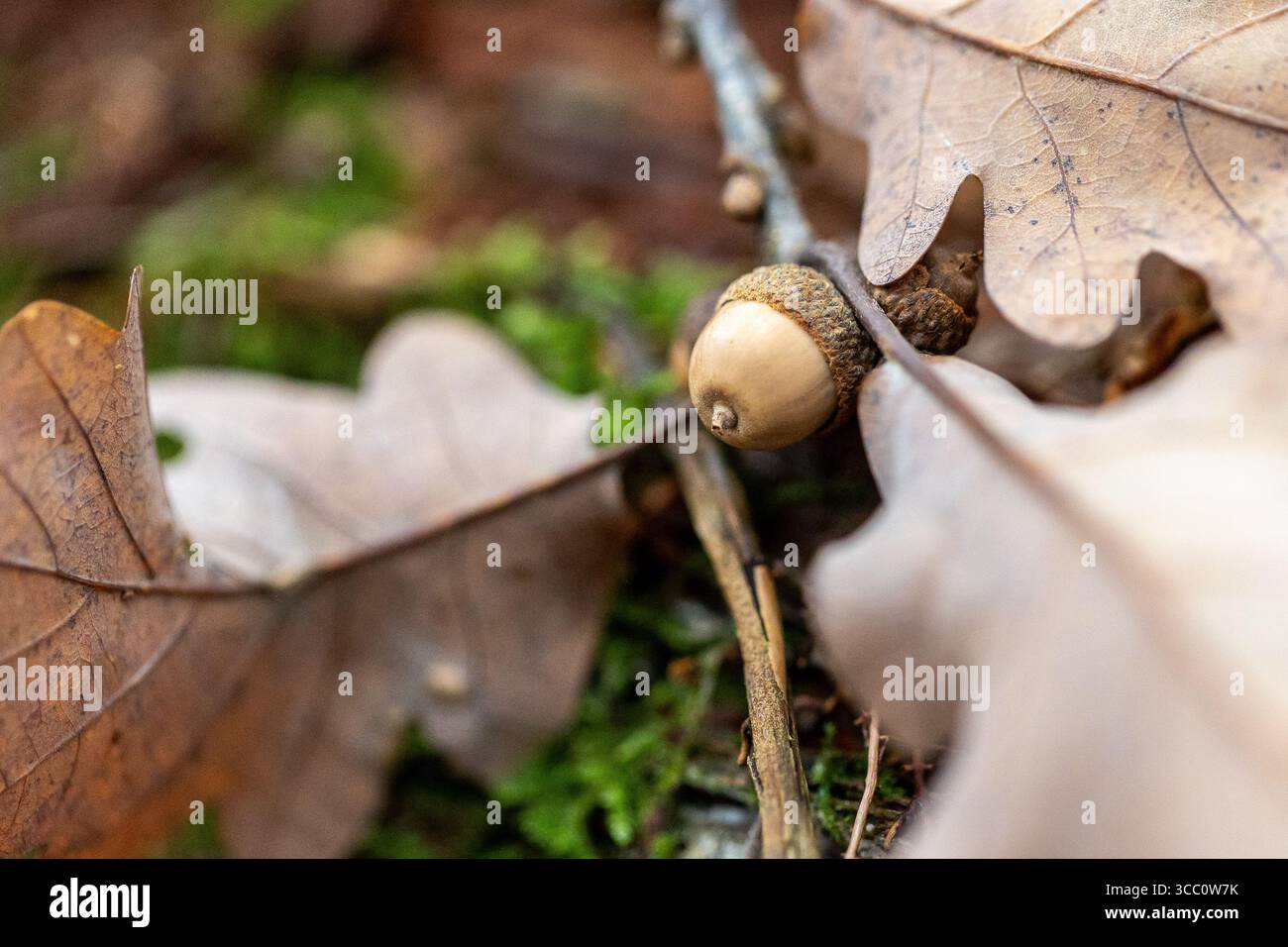 Eine einzelne Eichel liegt eingebettet zwischen trockenen Eichenblättern und Zweigen auf dem Waldboden und zeigt die lebhaften Farben des Herbstes und den natürlichen Verfall von Falle Stockfoto