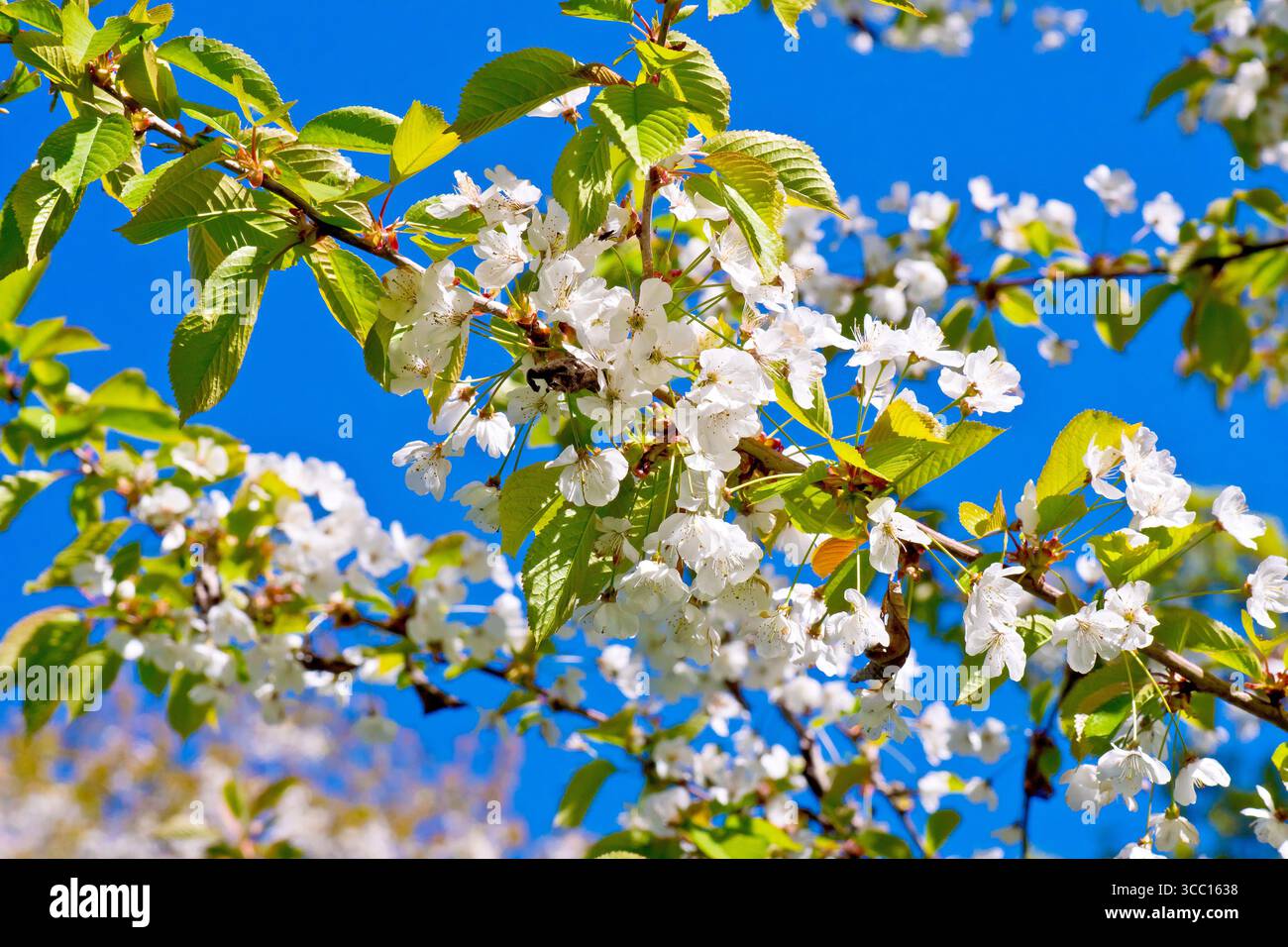 Wilde Kirsche (prunus avium), Nahaufnahme der Blüten oder der Blüte des gewöhnlichen Baumes, isoliert vor einem klaren blauen Frühlingshimmel. Stockfoto