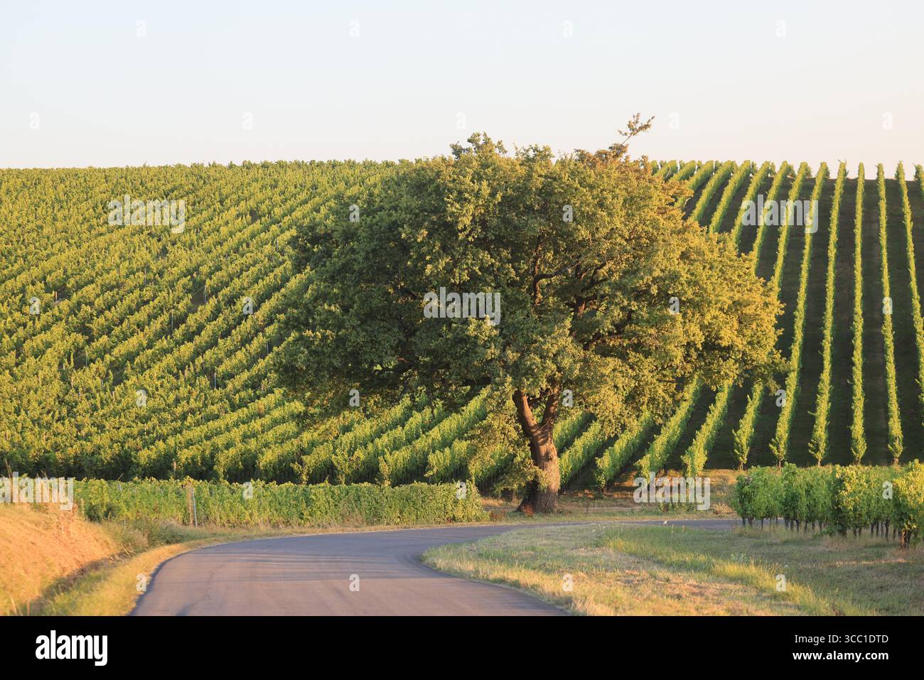 Bordeaux-Weinberg in der Weinbezeichnung Cadillac-Côtes-de-Bordeaux in Gironde in Südwestfrankreich. Stockfoto