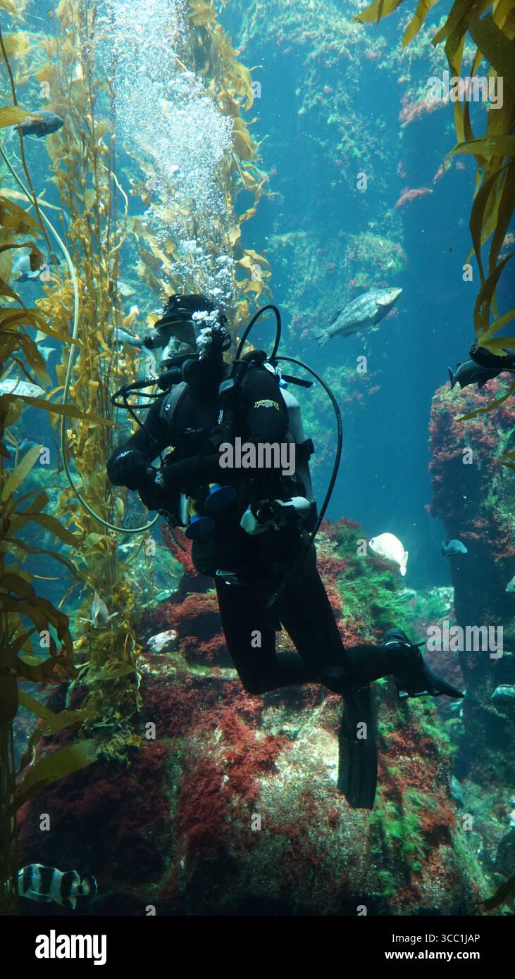 Ein Taucher in voller Ausrüstung schwimmt zwischen schwebendem Seetang und bunten Fischen in einem großen öffentlichen Aquarium. Stockfoto